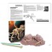 Набор для раскопок 4M "Раскопай скелет: Тираннозавр" (00-03221)